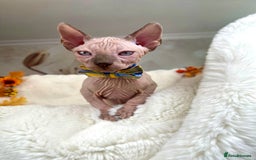 Sphynx cats for sale: 7 adorable Sphynx  looking for their forever home - Image 23