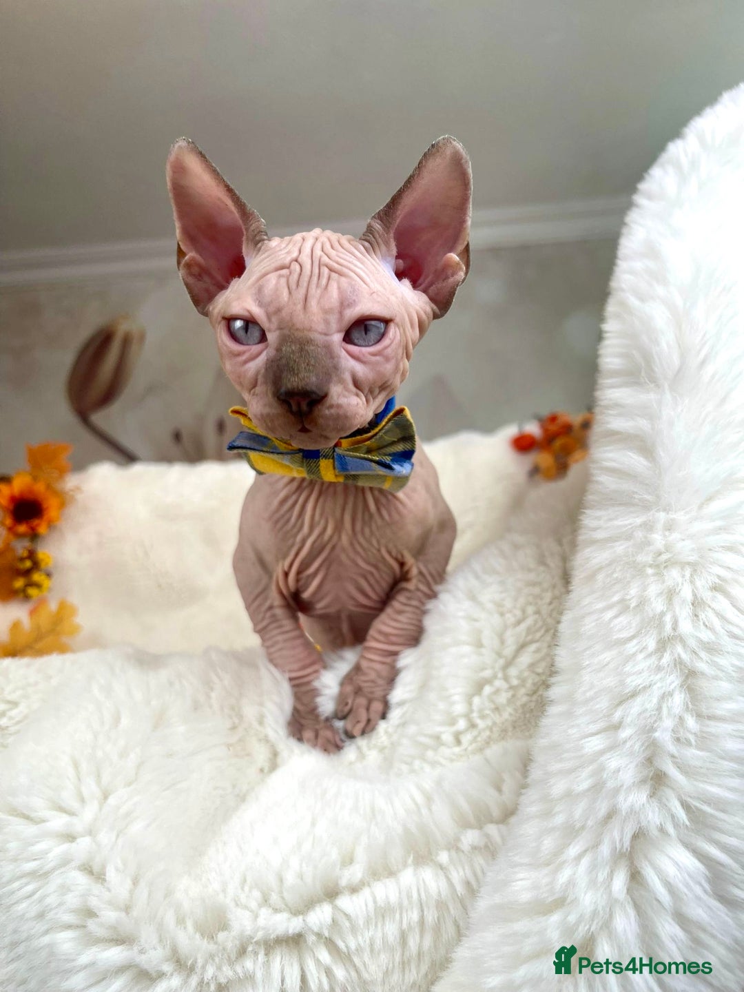 Sphynx cats for sale: 7 adorable Sphynx  looking for their forever home - Image 23