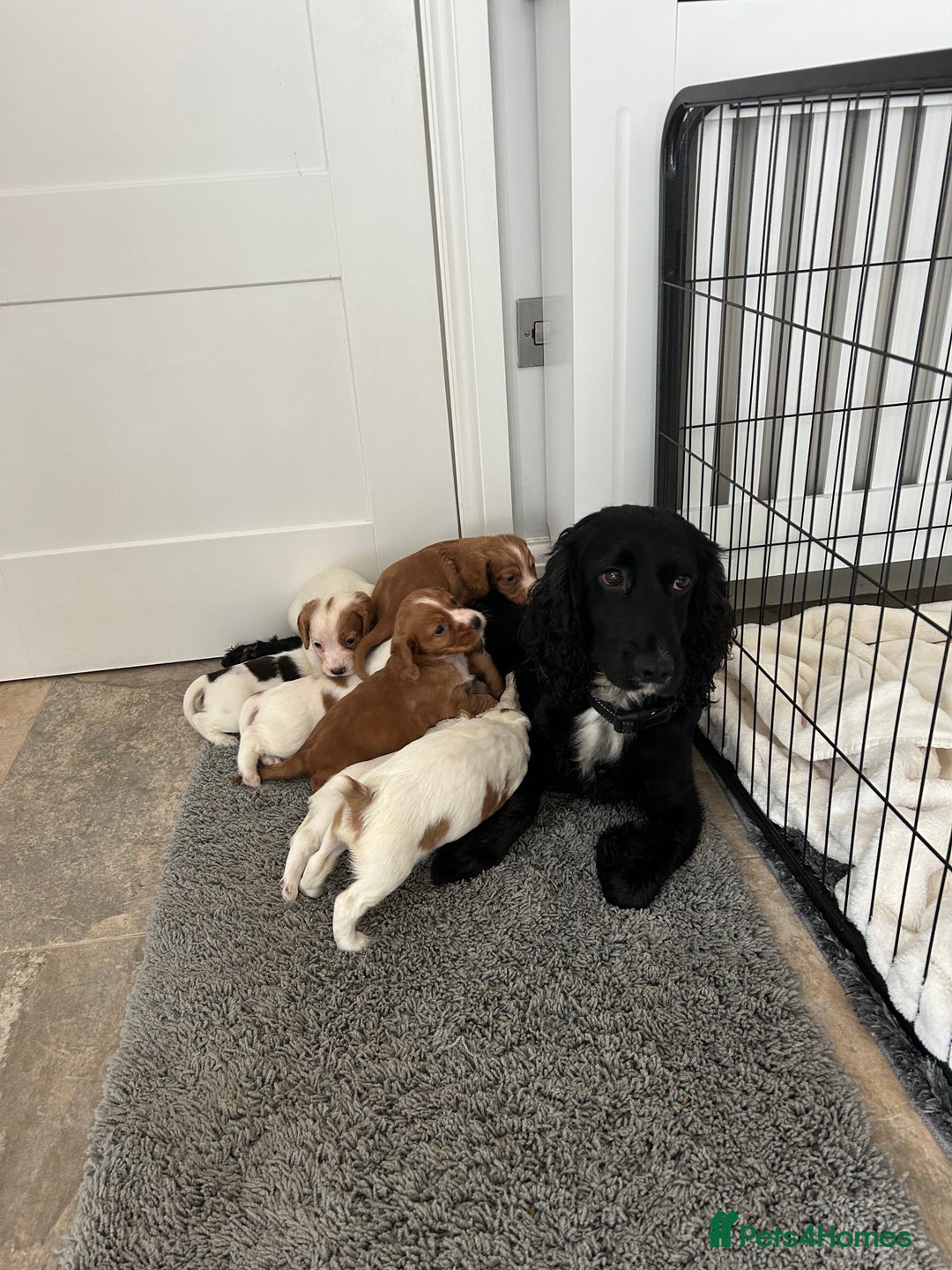 Cocker Spaniel dogs for sale: Beautiful kc registered cockerspaniel puppies  - Image 34
