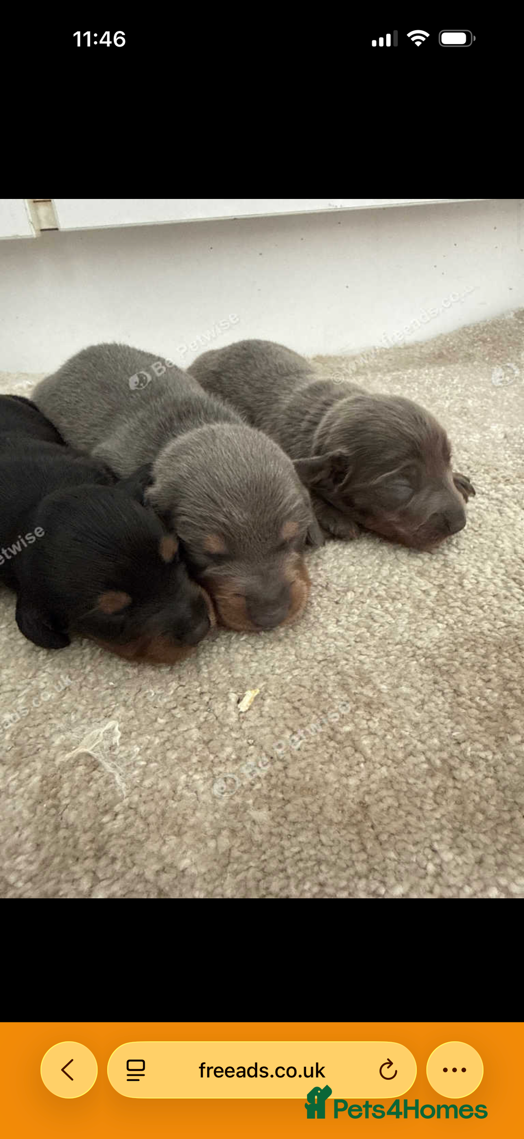 Miniature Dachshund dogs for sale: Three miniature sausage dogs, ready February 🩷 - Advert 3
