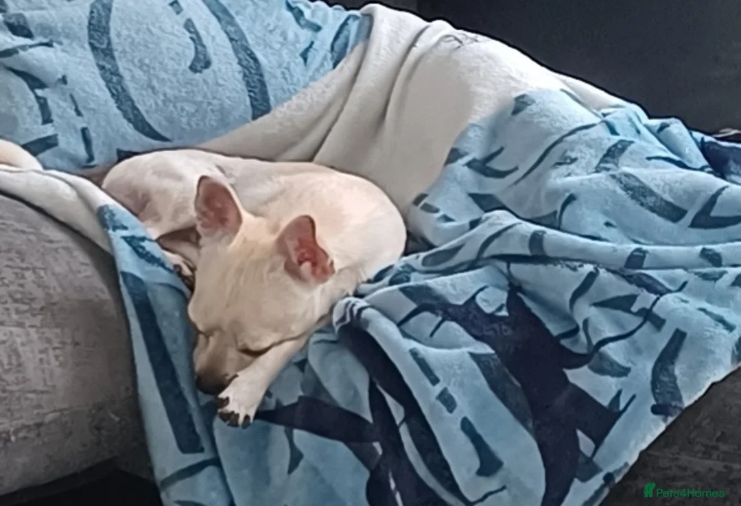 Chihuahua dogs for stud: Male chihuahua  - Advert 5