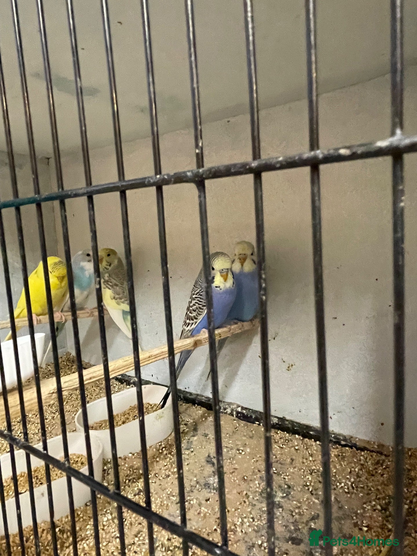 Budgerigars birds Baby budgies  - Advert 4