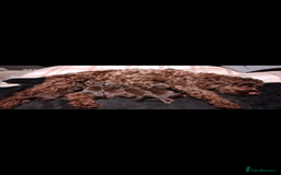 Cockapoo dogs for sale: F2 cockapoos  - Image 21