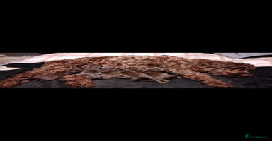 Cockapoo dogs - Advert 11