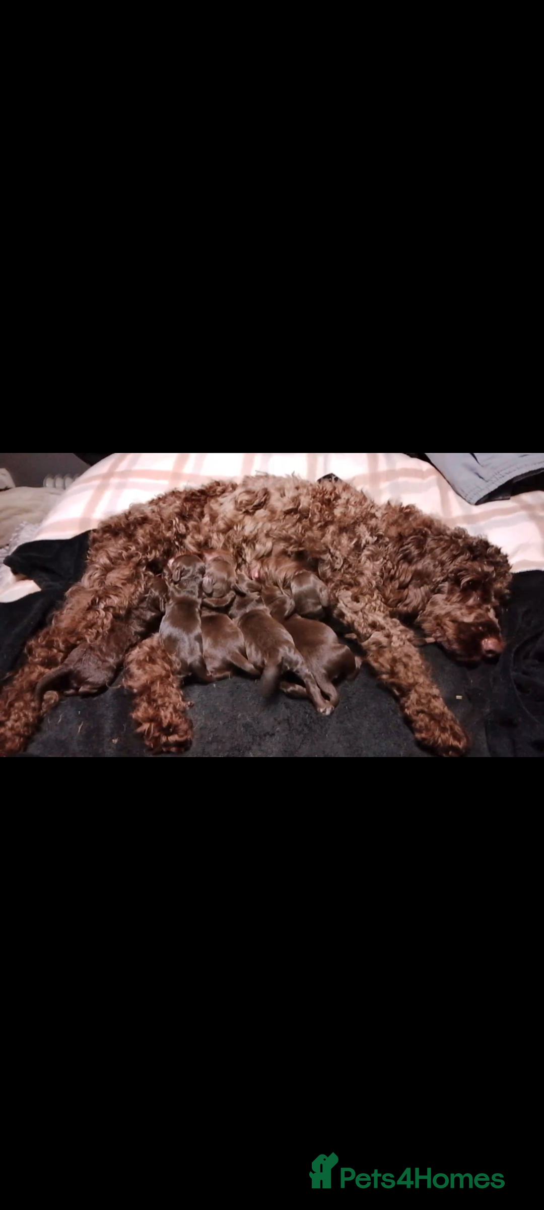 Cockapoo dogs for sale: F2 cockapoos  - Image 21