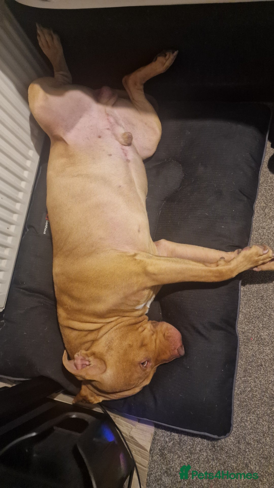 Mixed Breed dogs for sale: Loving Dog Looking for a Forever Home! - Advert 12