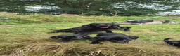 Mixed Breed dogs for sale: Cocker x Collie Puppies in Launceston - Advert 10