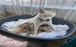 Huskita dogs for sale: Playful Huskita Puppies – Vaccinated & Ready Today - Image 14