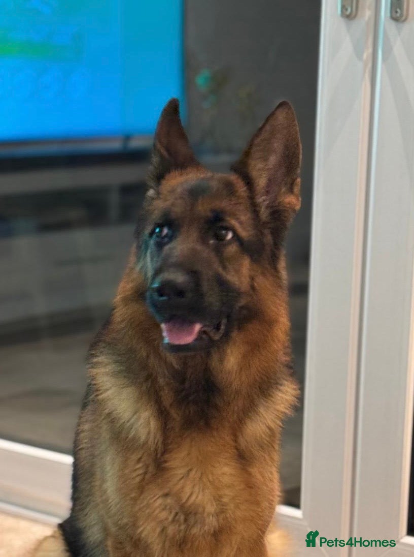 German Shepherd dogs Gorgeous German Shepherd Female for loving home - Advert 9