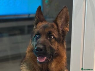 German Shepherd dogs Gorgeous German Shepherd Female for loving home - Advert 9