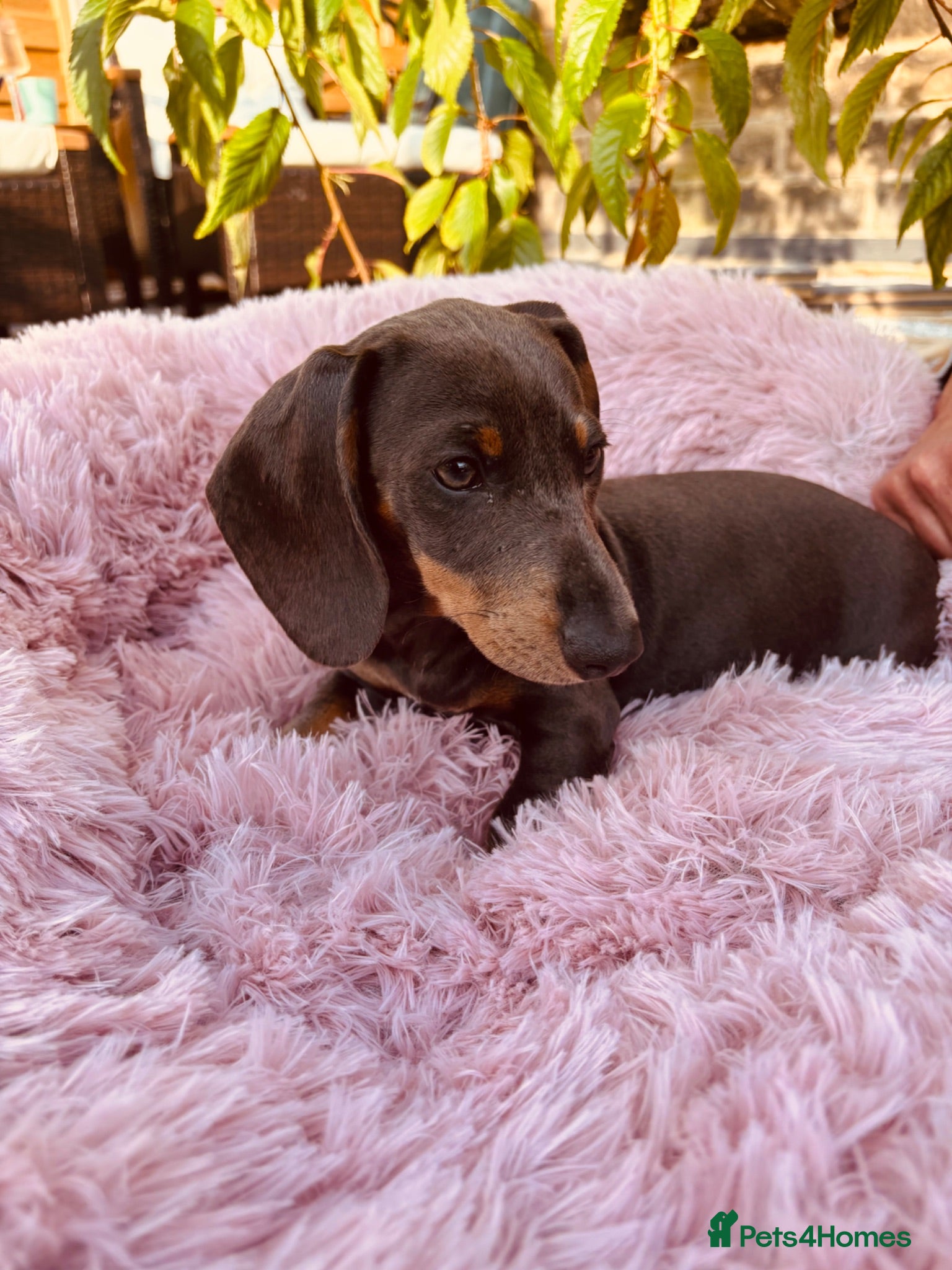 Miniature Dachshund dogs Stunning KC Mini Dachshund Last 3 Final Reductions - Advert 1