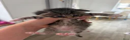 Domestic Shorthair cats for sale: Domestic shorthair kittens  - Advert 2