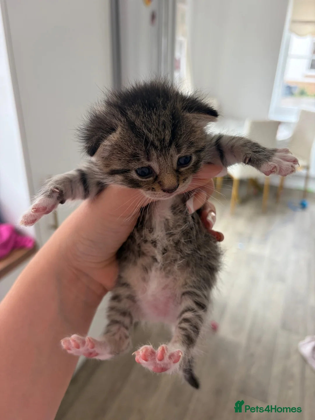 Domestic Shorthair cats for sale: Domestic shorthair kittens  - Advert 2