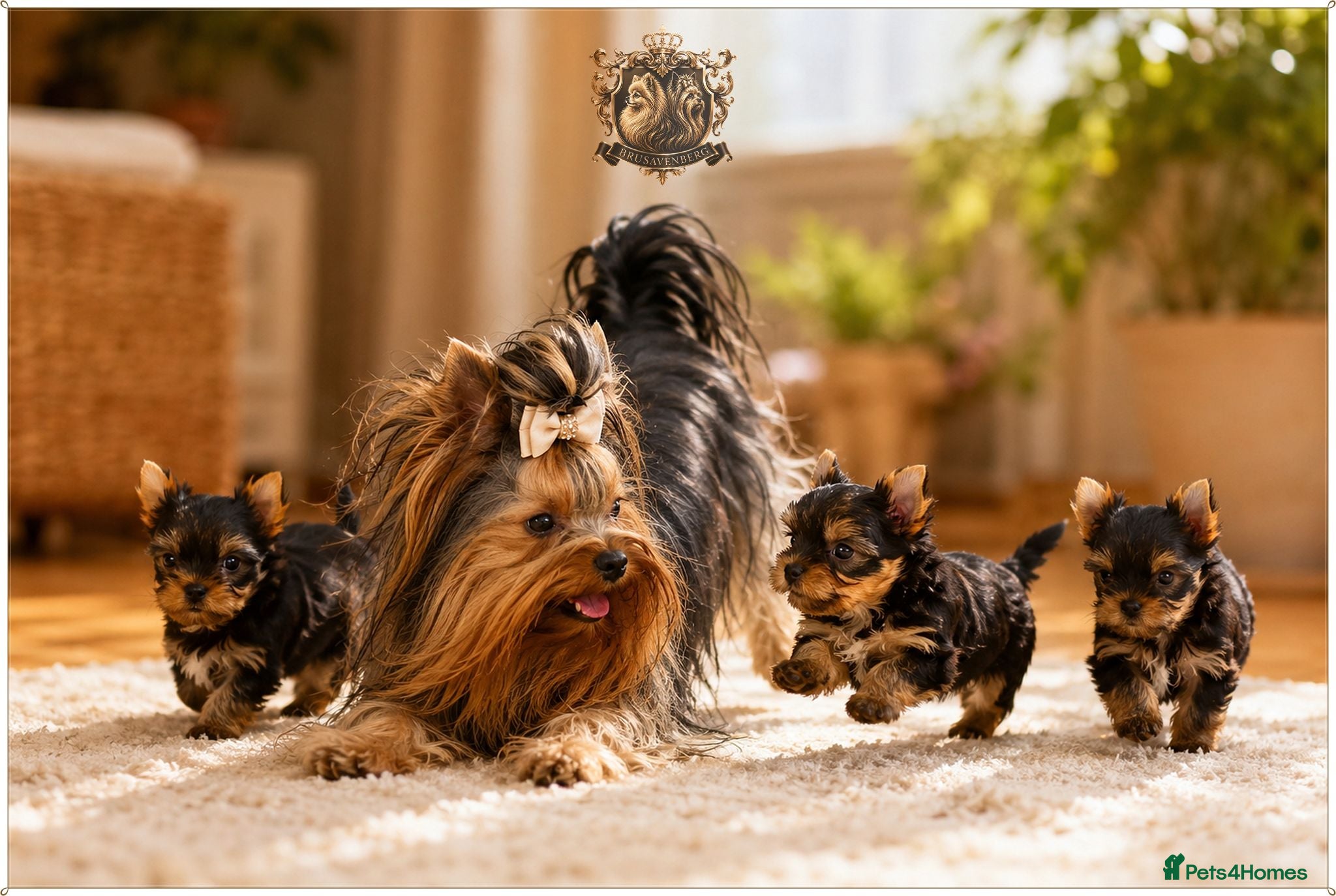 Yorkshire Terrier dogs MINIATURE YORKSHIRE TERRIERS KC PARENTS DNA TESTED - Advert 2