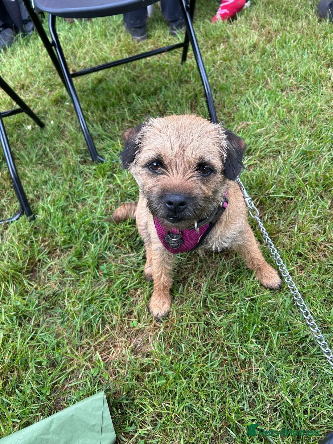 Border Terrier dogs for sale: 3 beautiful boys!  - Advert 1