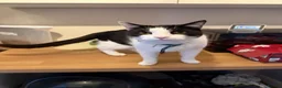 Mixed Breed cats for sale: FREE 2 Male ginger/ mixed white and black cats in Boston - Advert 2
