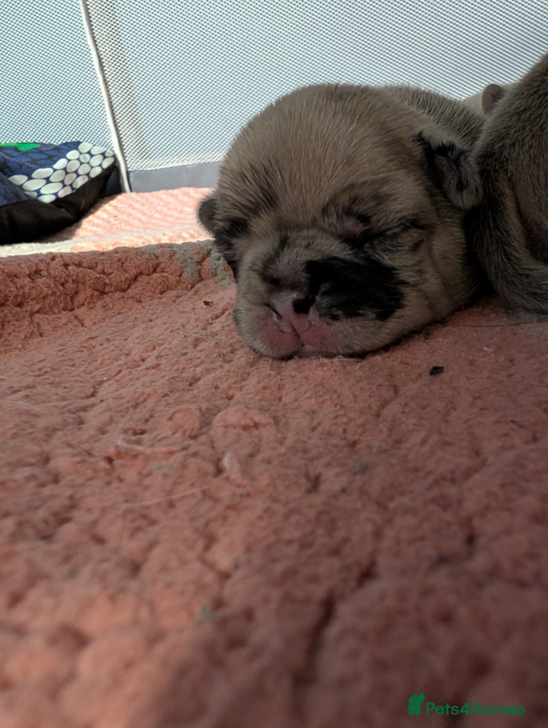 Frug dogs for sale: Beautiful litter of frugs  - Advert 15