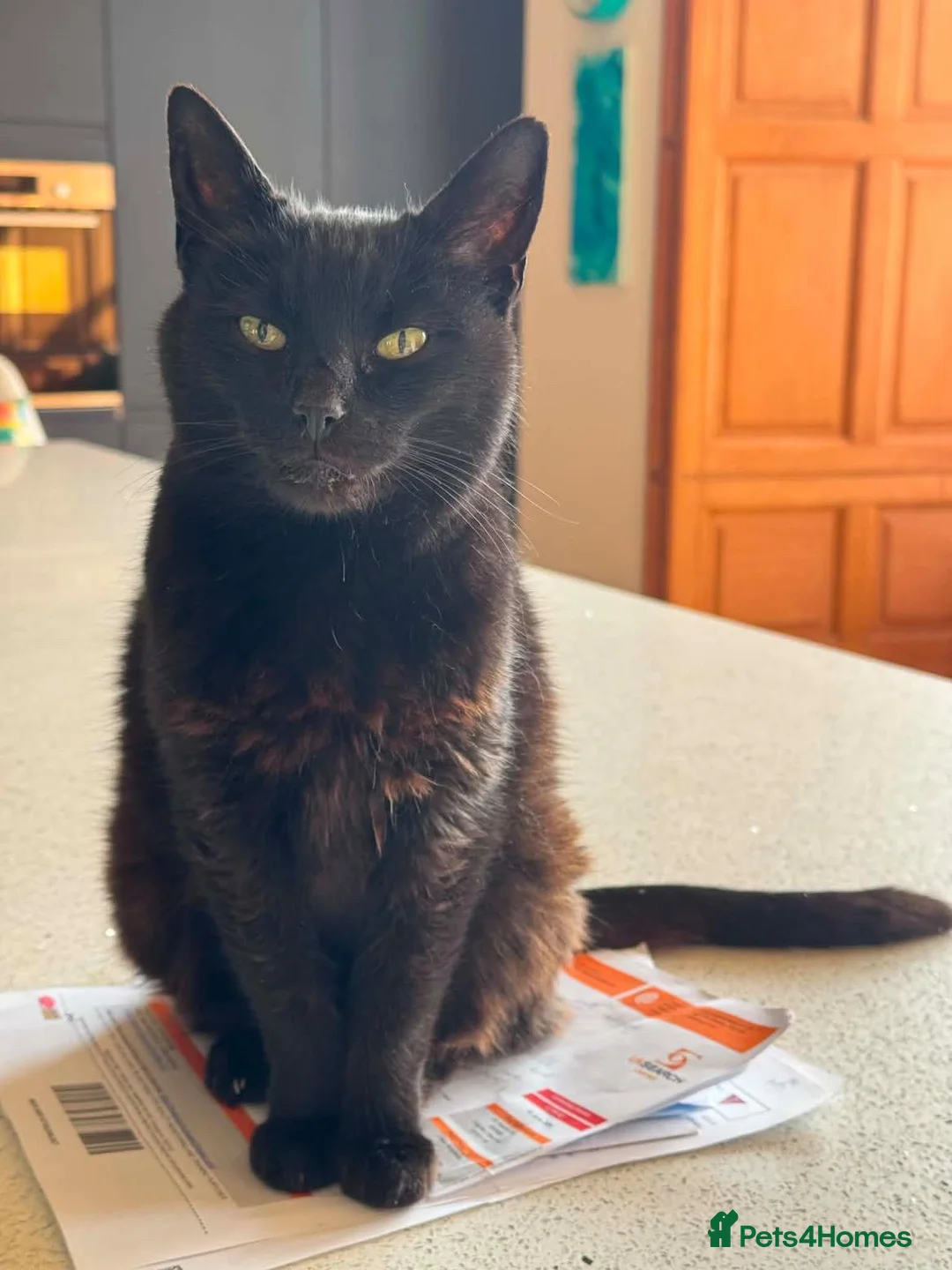 Mixed Breed cats for adoption: Gentle, Sweet Kitty (Cat, Dog and Kid-friendly) - Advert 2