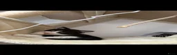Mixed Breed cats for sale: Snowshoe kittens  - Advert 10