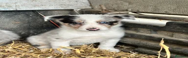 Border Collie Puppy 1