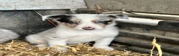Border Collie dogs for sale: 4 beautiful border collie pups  - Advert 6