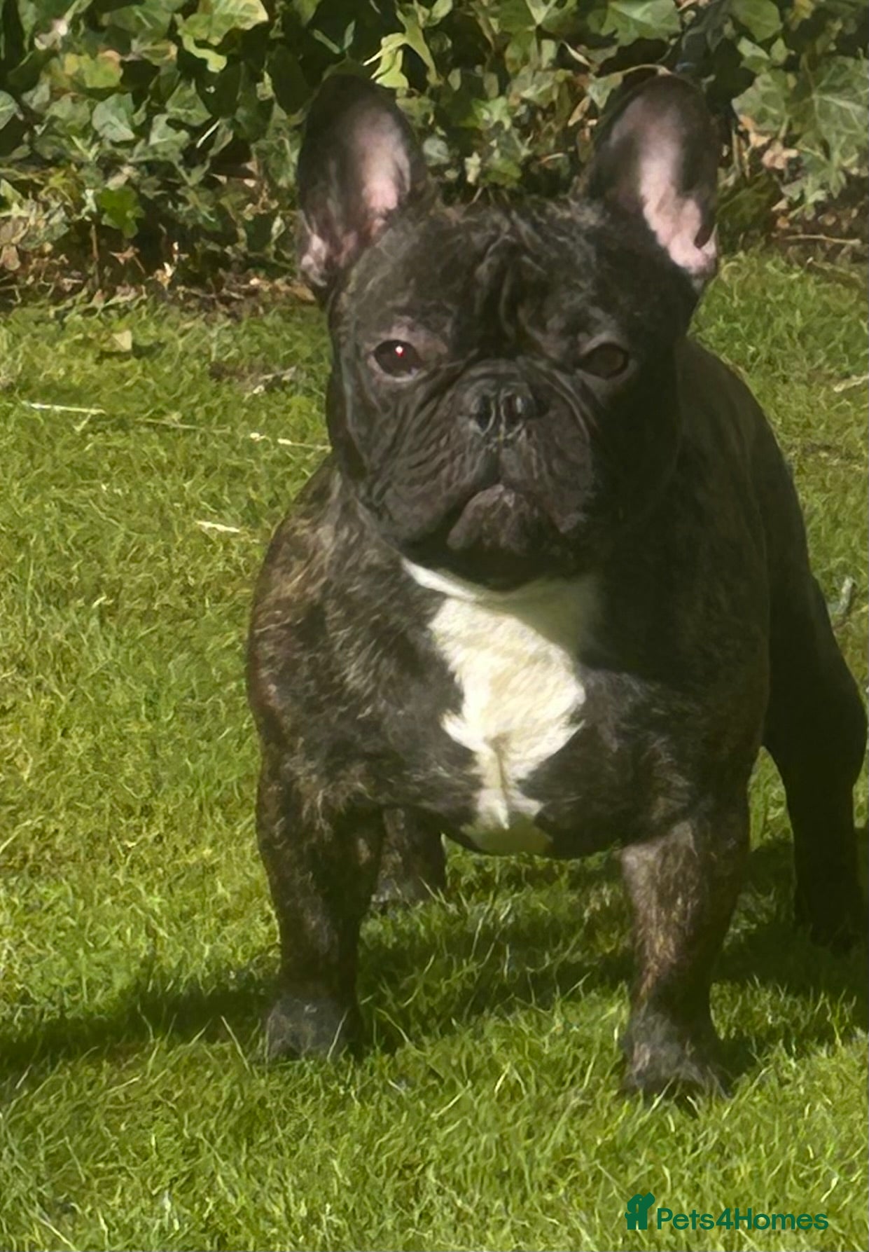 French Bulldog dogs Standard brindle stud  - Advert 4