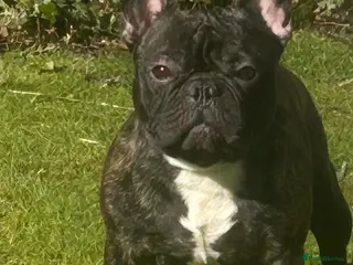 French Bulldog dogs Standard brindle stud - Advert 4