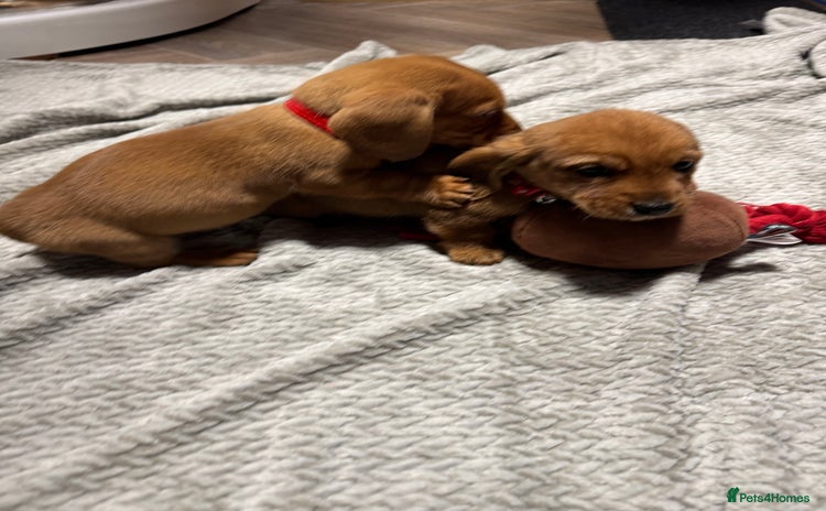 Dachshund dogs Ready now Long Haired Dachshunds For Sale - Advert 7