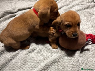 Dachshund dogs Ready now Long Haired Dachshunds For Sale - Advert 2