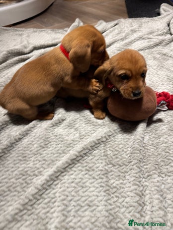 Dachshund dogs Ready now Long Haired Dachshunds For Sale - Advert 7