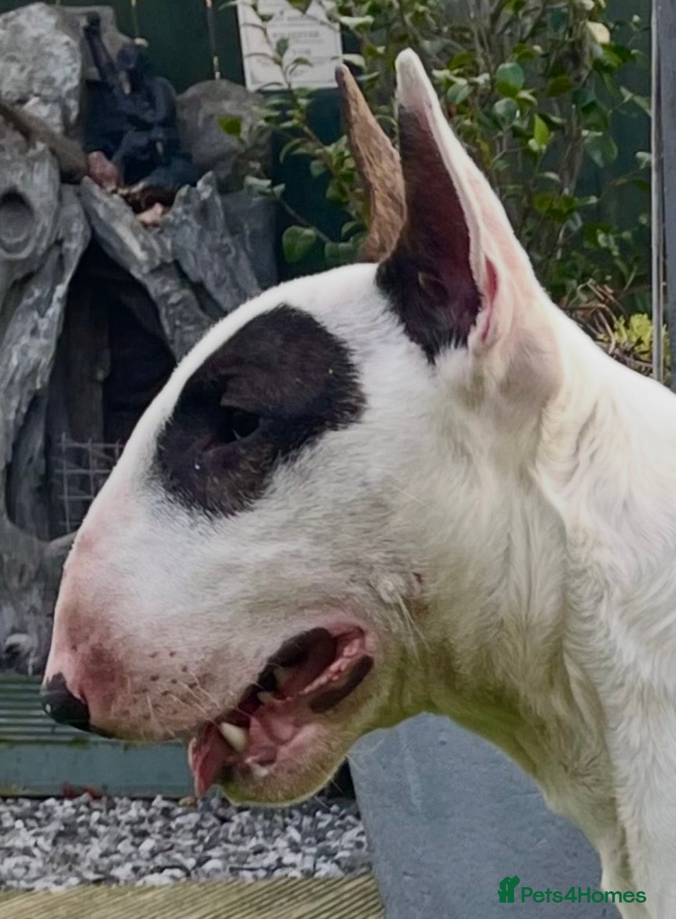 English Bull Terrier dogs Male Pup - Advert 3