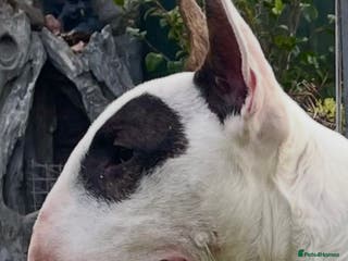 English Bull Terrier dogs Male Pup - Advert 8