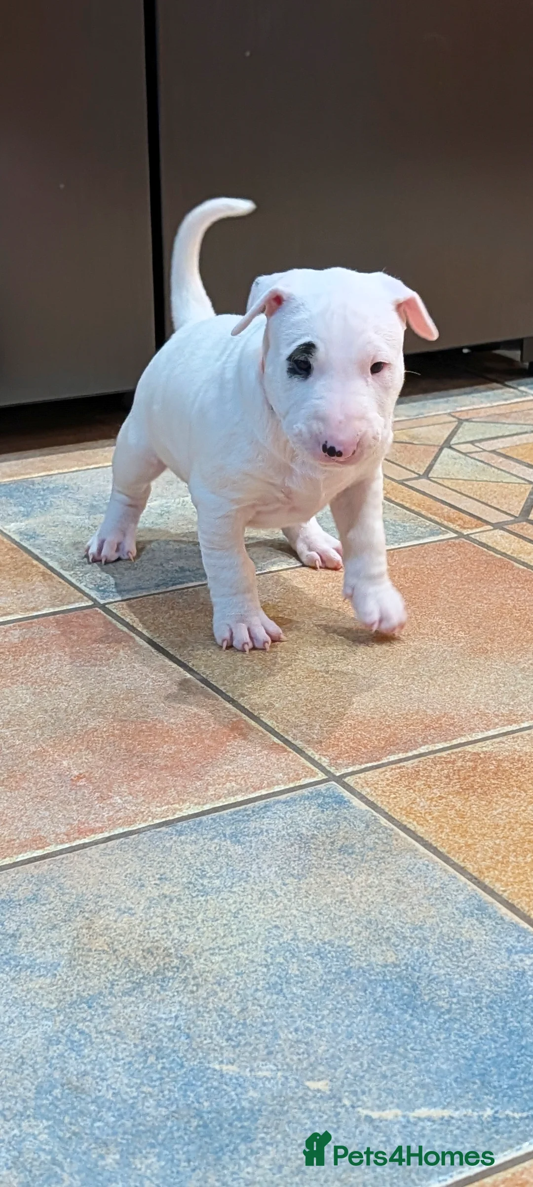 English Bull Terrier dogs for sale: English bull terrier pups - Advert 1