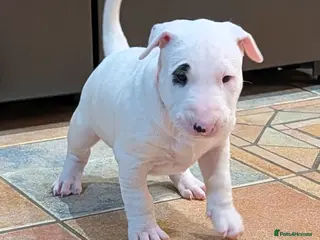 English Bull Terrier dogs English bull terrier pups - Advert 18