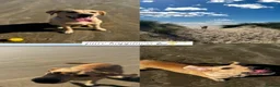 Labrador Retriever dogs for sale: TEMPORARY FOSTER HOME NEEDED FOR 1 YEAR OLD LAB - Advert 10