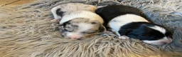 Sprollie dogs for sale: ⚡️Stunning Sprollie Puppies⚡️ - Advert 4