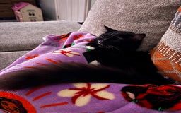 Ragdoll cats for sale: Kitten for sale - Advert 7