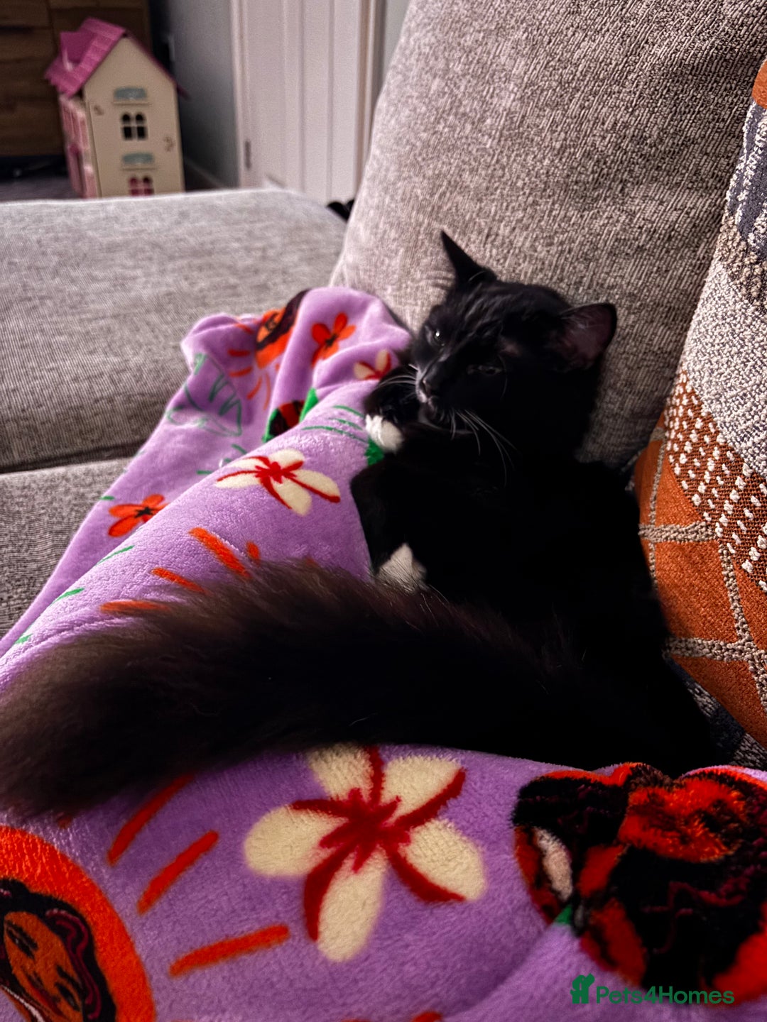 Ragdoll cats for sale: Kitten for sale - Advert 7