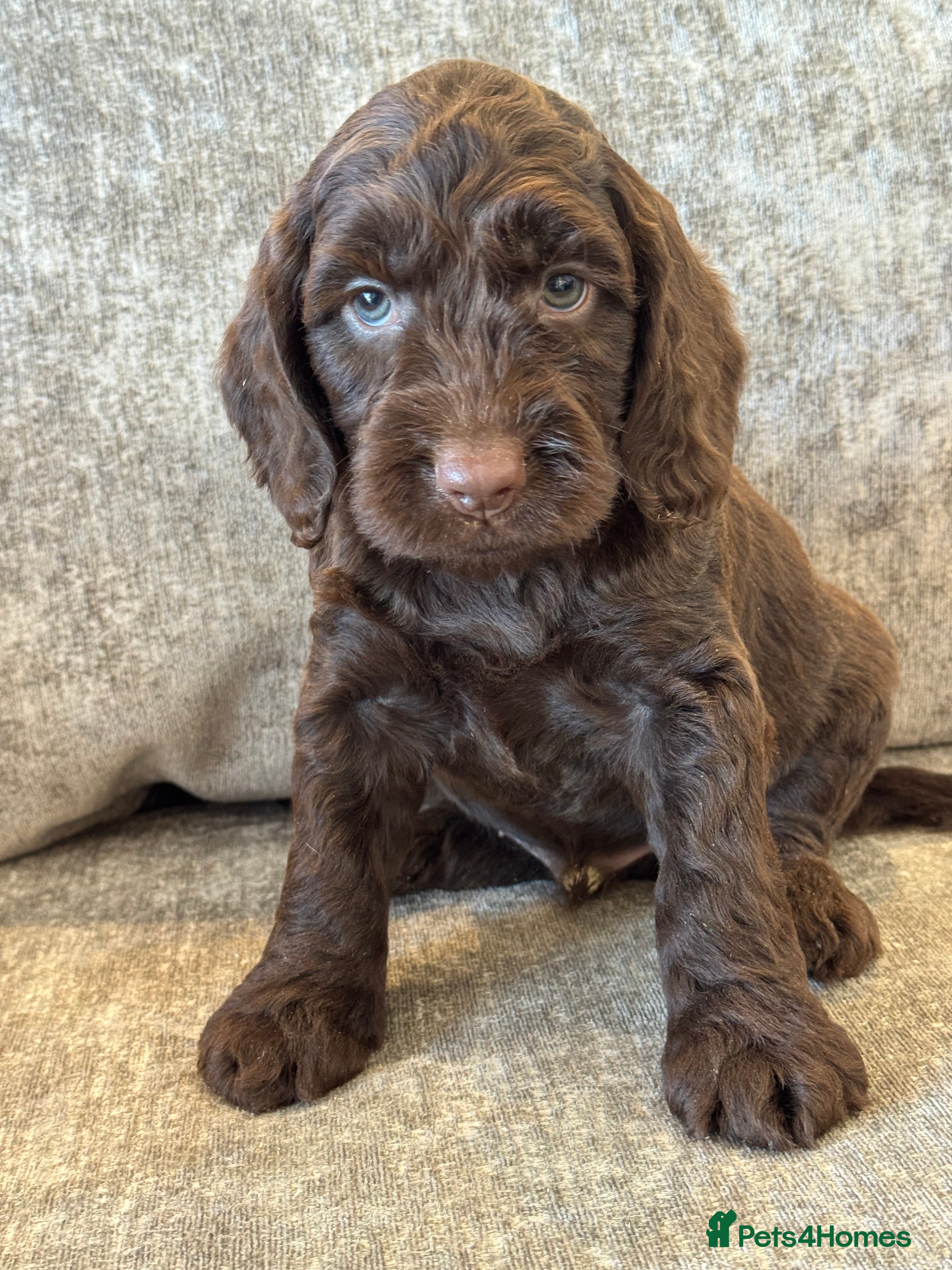 Cockapoo dogs BEAUTIUFL MIXED LITTER OF F1 COCKERPOOS - Advert 2
