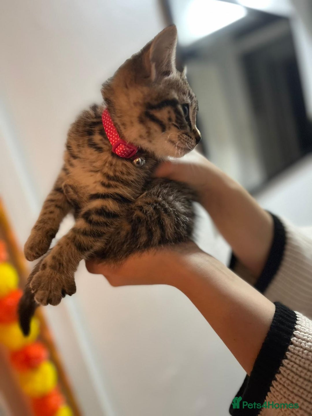 American Shorthair cats for sale: Kitten for sale  - Image 2