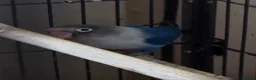 Budgerigars birds for sale: Lone lovebird - Advert 3