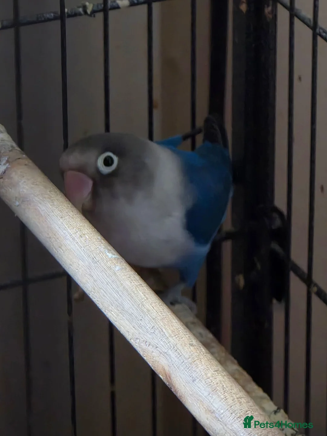 Budgerigars birds for sale: Lone lovebird - Advert 3