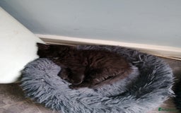 Mixed Breed cats for sale: Kittens - Image 3