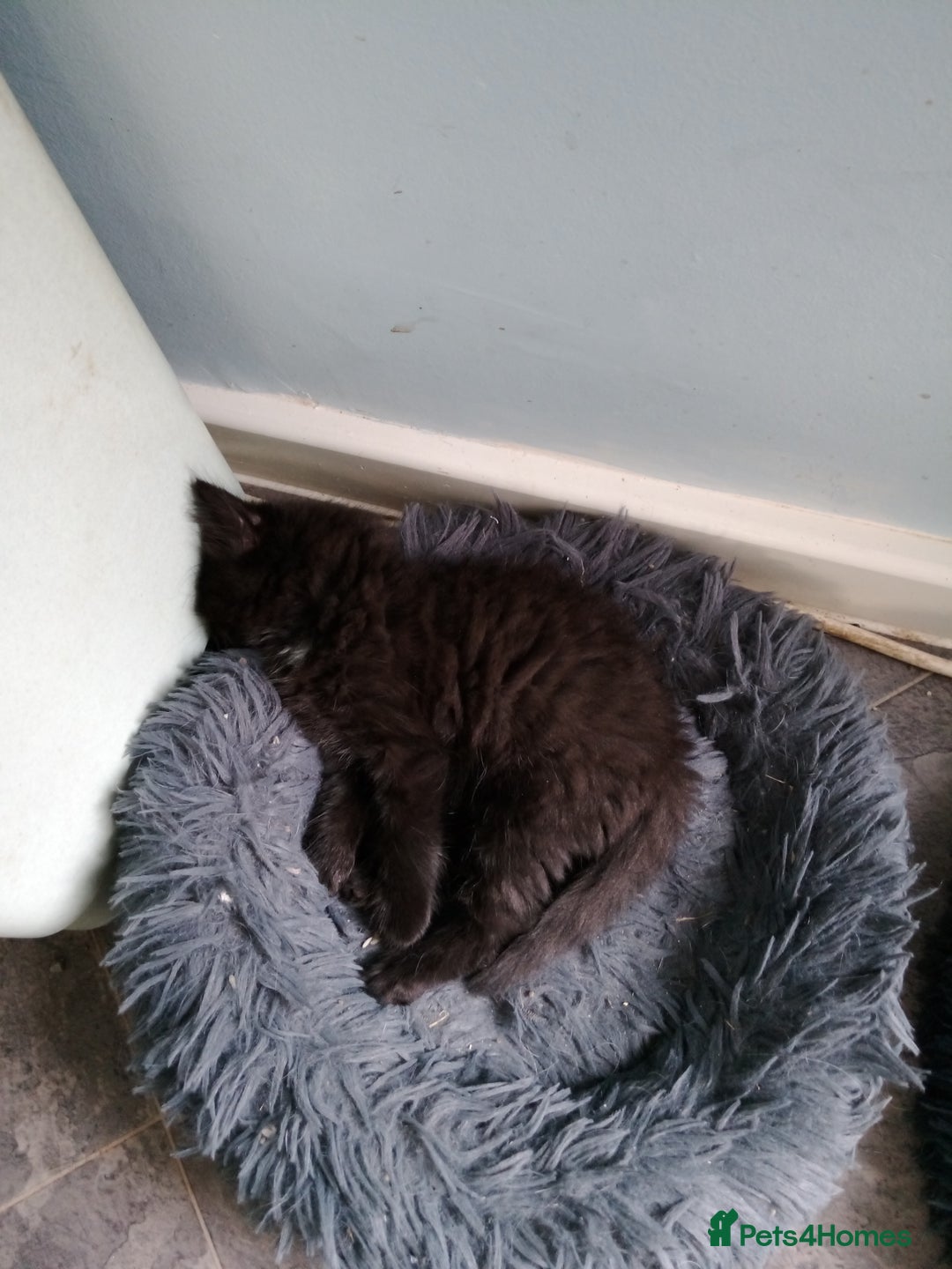 Mixed Breed cats for sale: Kittens - Image 3