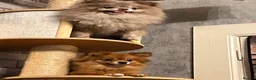 Pomeranian dogs for sale: Extra small Last Girl Pom  - Advert 9