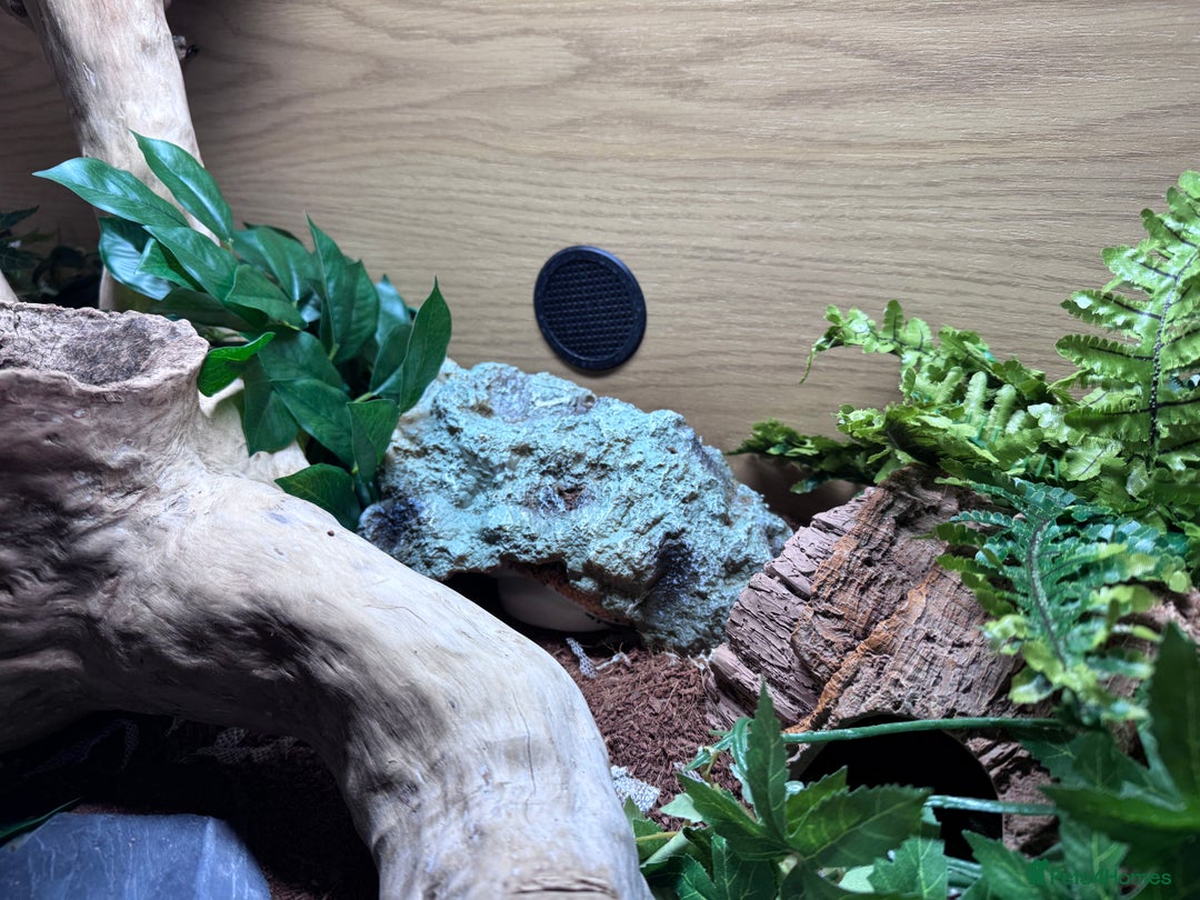 Python Snake reptiles for sale: Pied Ball Python and full set up - Image 4