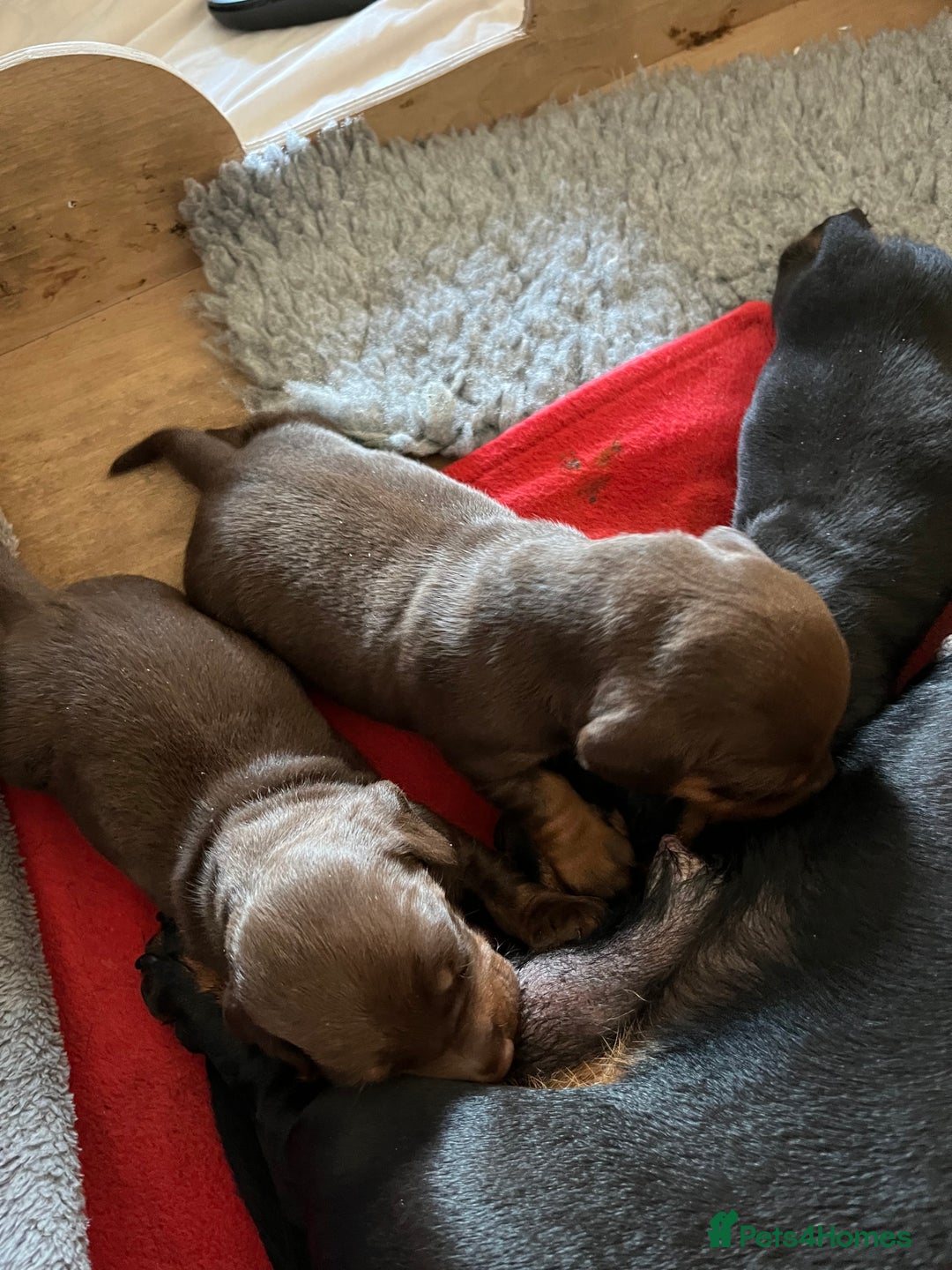 Miniature Dachshund dogs for sale: Beautiful KC miniature dachshund puppies - Advert 4