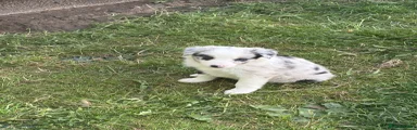 Border Collie 5