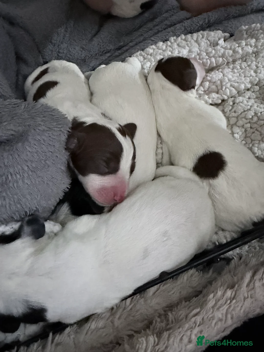 Mixed Breed dogs for sale: Spreagle  in Launceston - Advert 3