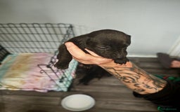 Dachshund dogs for sale: Dachshund puppies  - Image 2